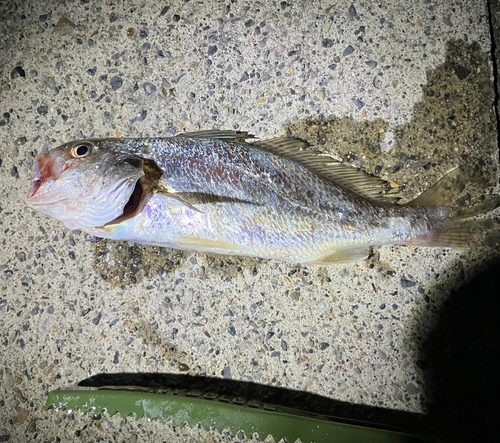 イシモチの釣果