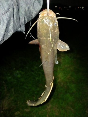 ナマズの釣果