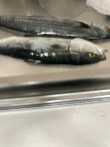 サゴシの釣果