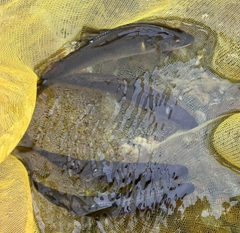 アユの釣果