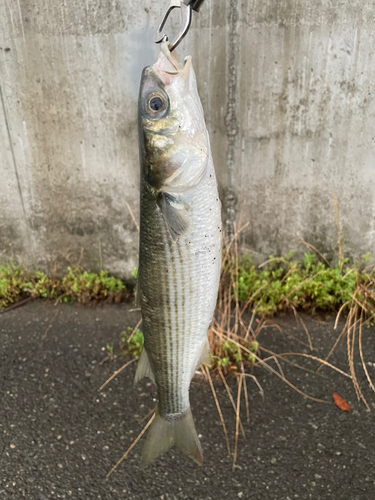 ボラの釣果