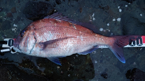 マダイの釣果