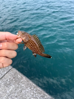 オオモンハタの釣果