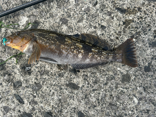 アイナメの釣果