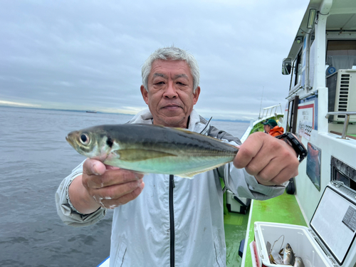 マアジの釣果