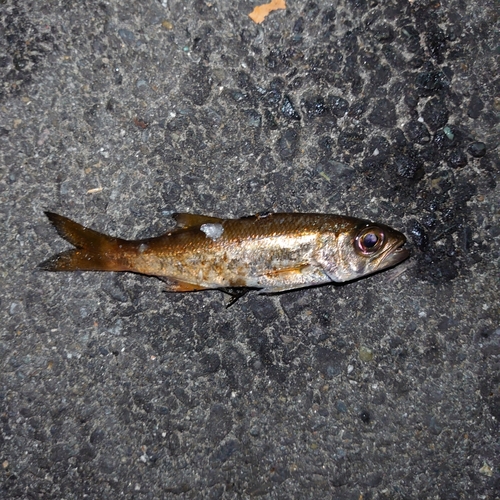 クロムツの釣果