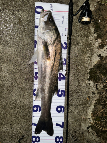 シーバスの釣果