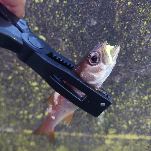 クロムツの釣果