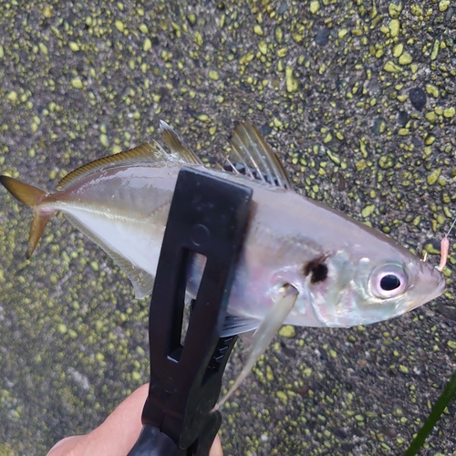 マアジの釣果