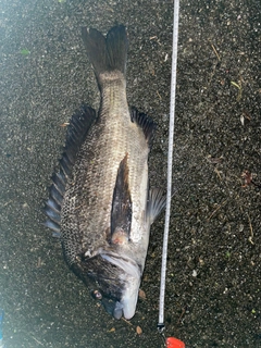 チヌの釣果