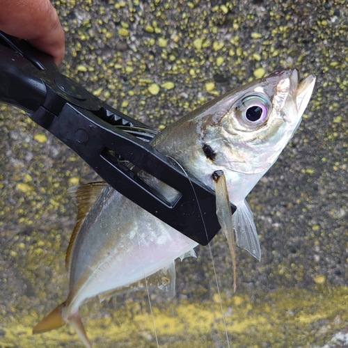 マアジの釣果