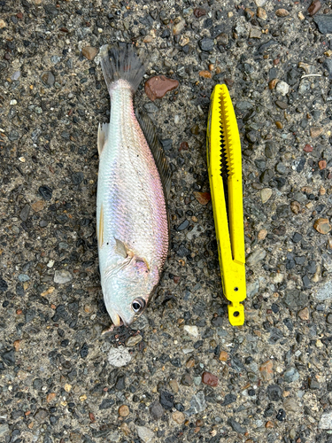 イシモチの釣果