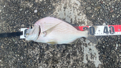 ヘダイの釣果