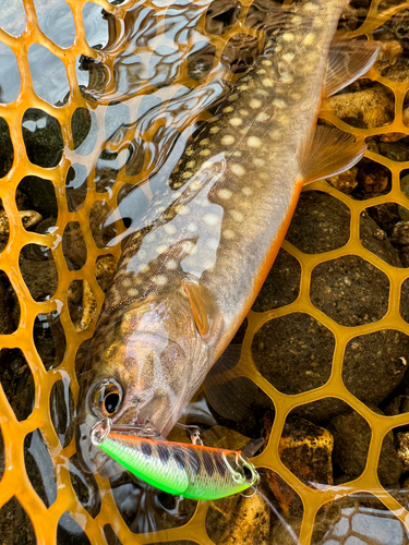 イワナの釣果