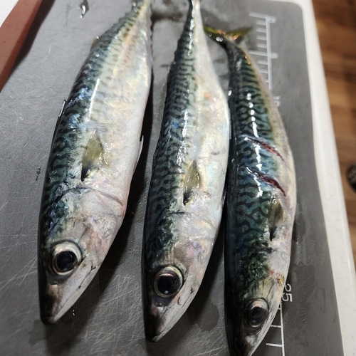 サバの釣果