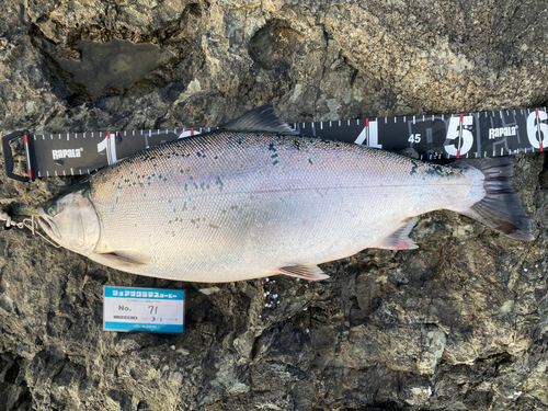 サクラマスの釣果