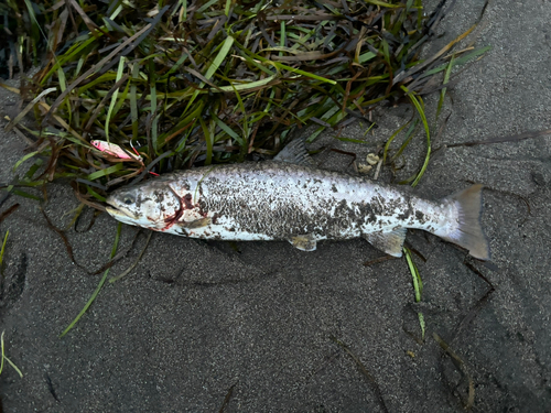 アメマスの釣果