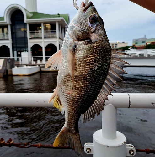 キビレの釣果