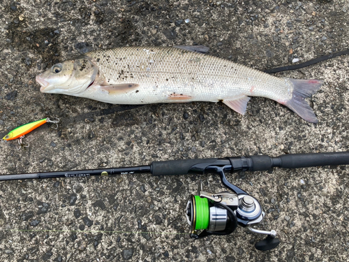 ウグイの釣果