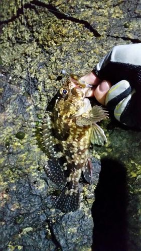 タケノコメバルの釣果