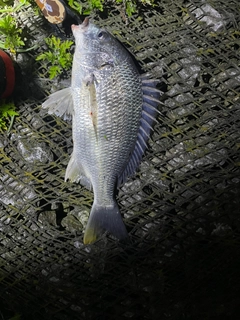 キビレの釣果