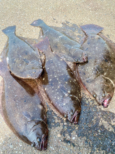 ヒラメの釣果