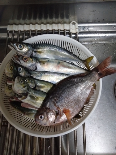 サバの釣果