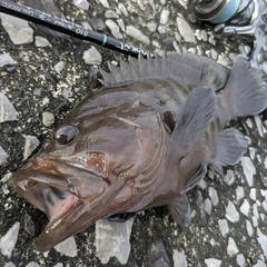 ヤミハタの釣果