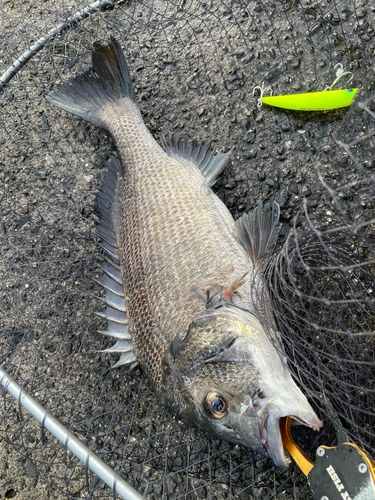 チヌの釣果