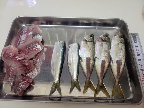 アジの釣果