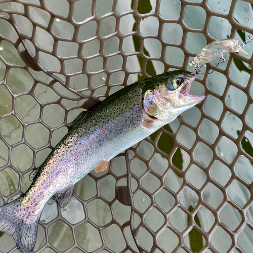 ニジマスの釣果