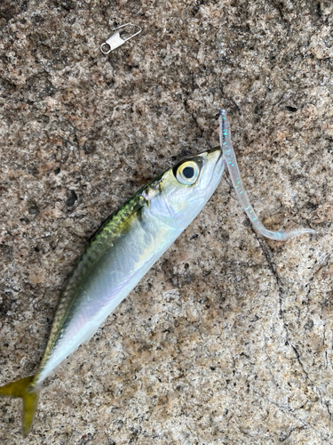 サバの釣果