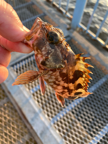 カサゴの釣果