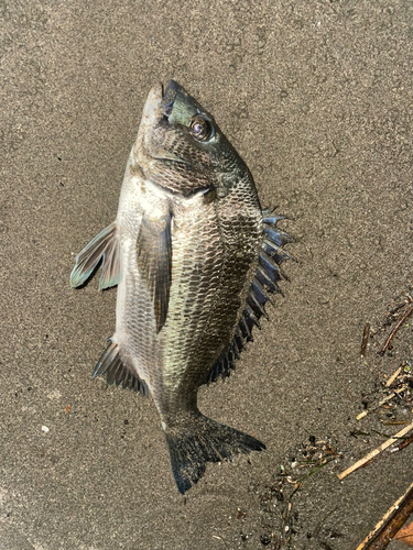 クロダイの釣果