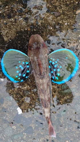 ホウボウの釣果