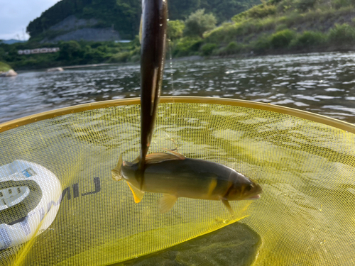 アユの釣果