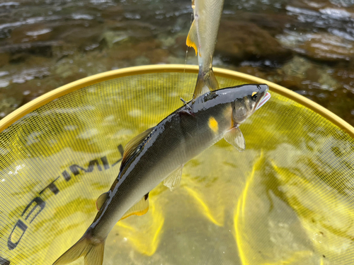 アユの釣果