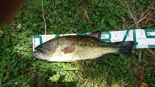 ブラックバスの釣果