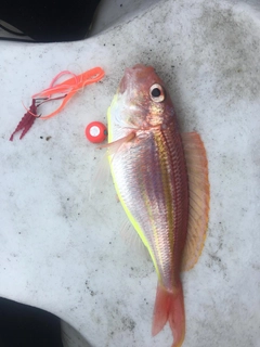 イトヨリダイの釣果