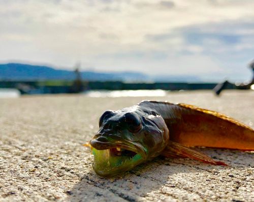 アナハゼの釣果