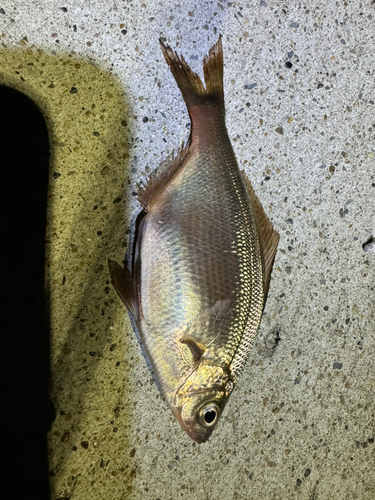 ウミタナゴの釣果