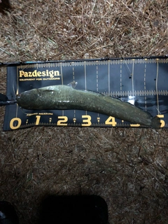 ナマズの釣果