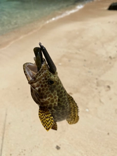 イシミーバイの釣果