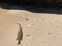 ビタローの釣果