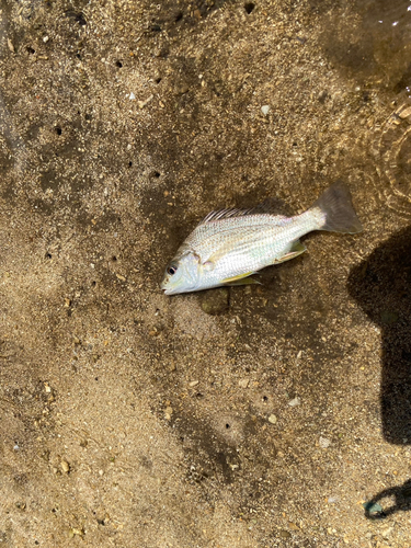 ホシミゾイサキの釣果