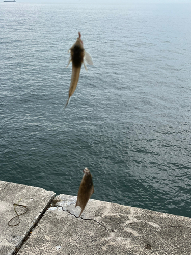 カレイの釣果