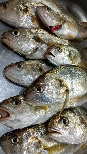 イシモチの釣果