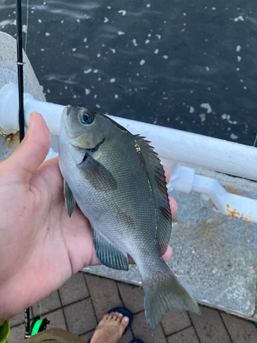 メジナの釣果