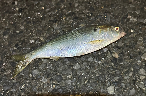 若洲海浜公園海釣り施設