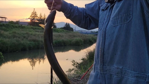 ウナギの釣果